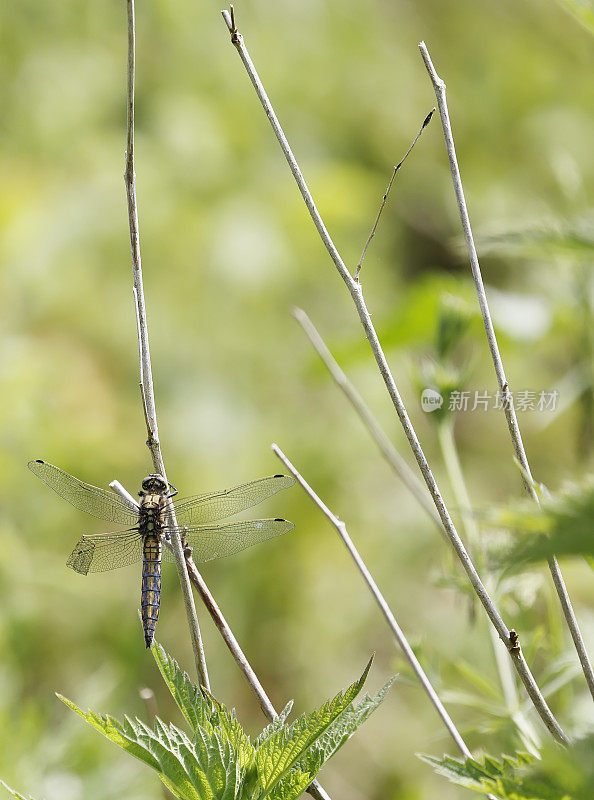 黑尾Skimmer蜻蜓(Orthetrum cancellatum)老年雌性